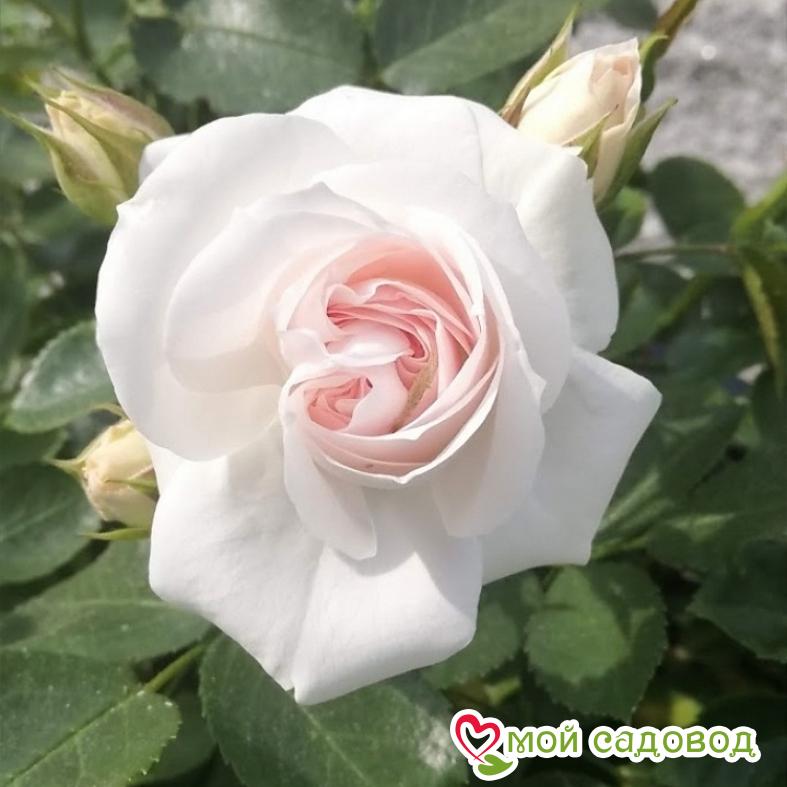 Роза Аспирин