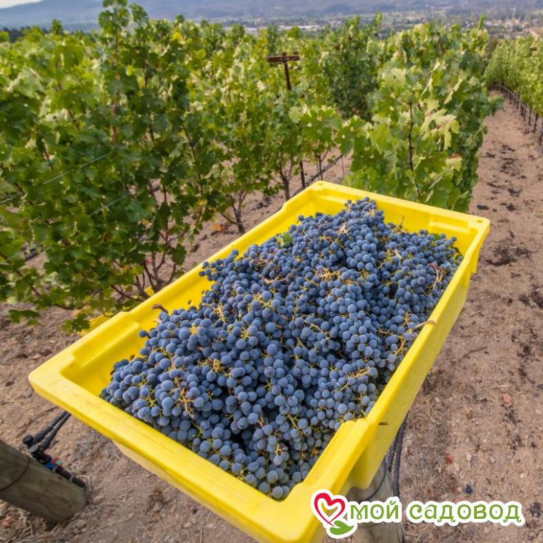 Виноград Каберне Совиньон