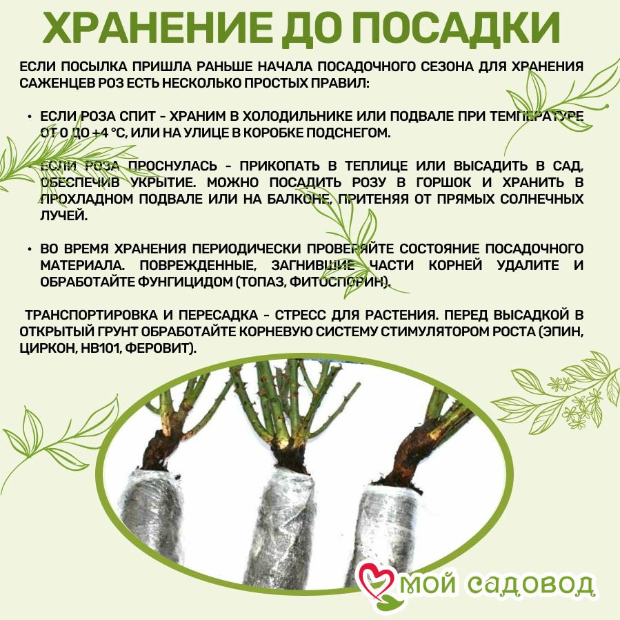 Роза Пинк Интуишн