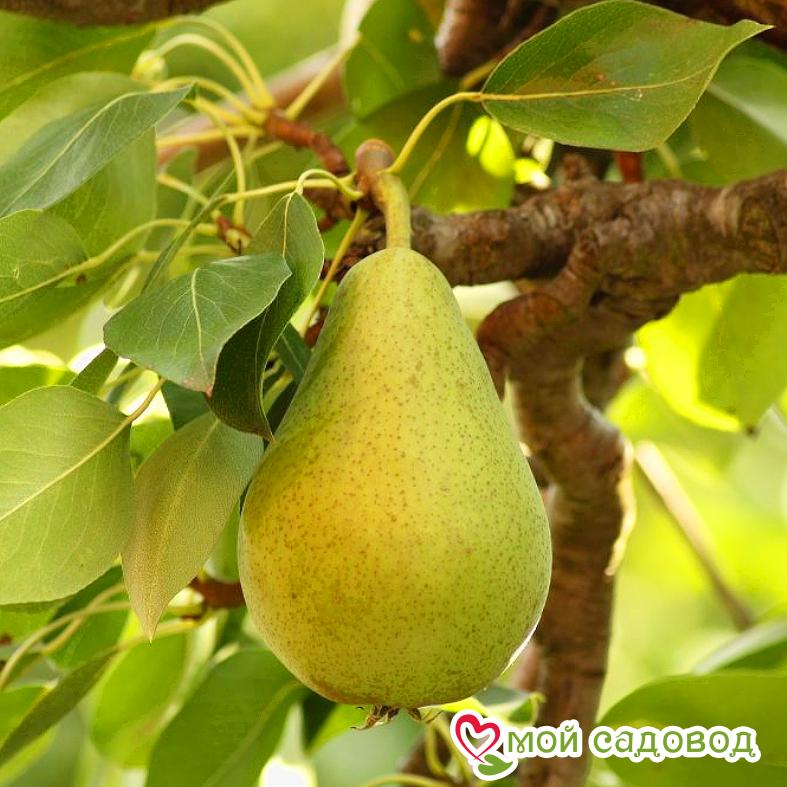 Груша Вековая Осенняя