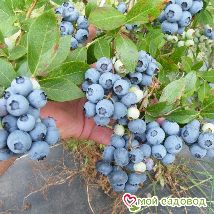 Голубика Блюголд