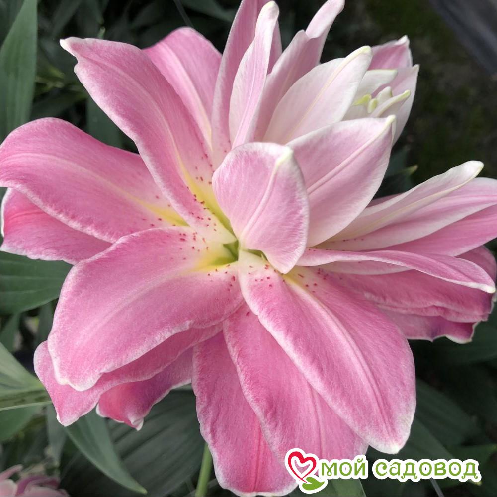 Лилия ЛАВЕНО — Восточный гибрид