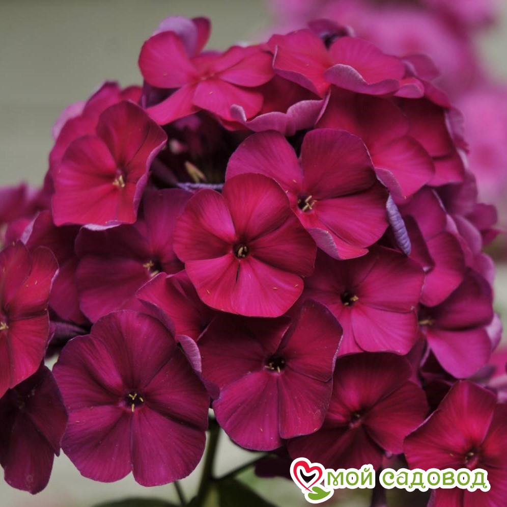 Флокс Эсмеральда