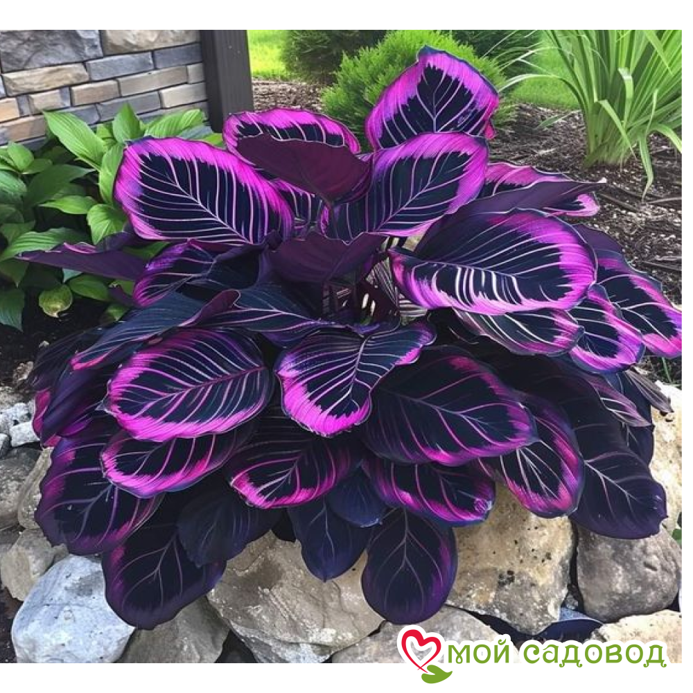 Хоста Люминоза